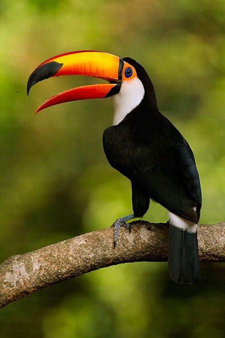 toucan brésil